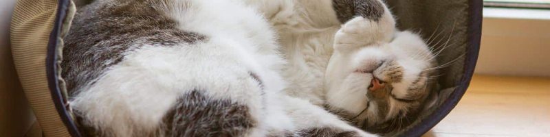 כלב או חתול